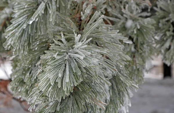 Frozen Pine Tree Branch Toledo Ohio — Stock Photo, Image