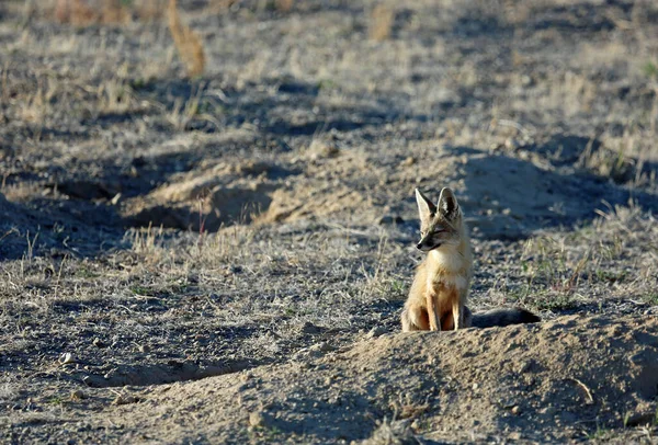 Kit Fox Sitzend Nevada — Stockfoto