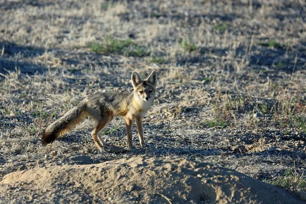 Kit Fox Nevada Grande Bacia — Fotografia de Stock