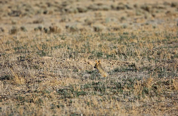 Jungfuchs Auf Der Prärie Kit Fox Nevada — Stockfoto