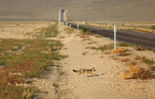 Laufender Fuchs Kit Fox Nevada — Stockfoto