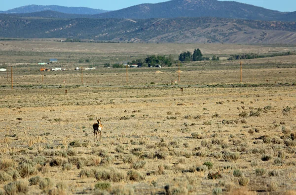 Antílope Pronghorn Snake Valley Nevada — Fotografia de Stock