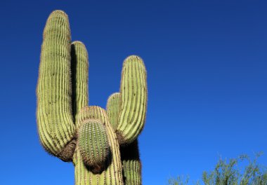 Mavi gökyüzü üzerinde saguaro kaktüs