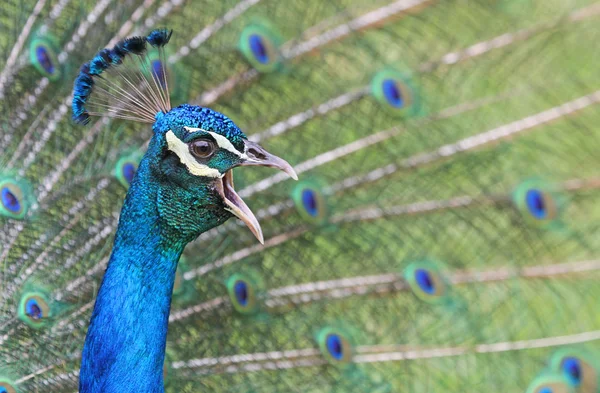 Peacock crowing — Stock Photo, Image