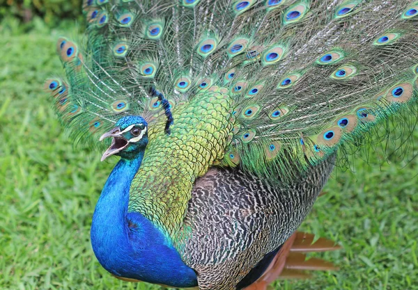 Peacock opening its tail — Stock Photo, Image
