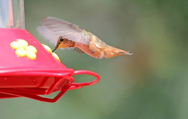 Hummingbird zoet water drinken — Stockfoto