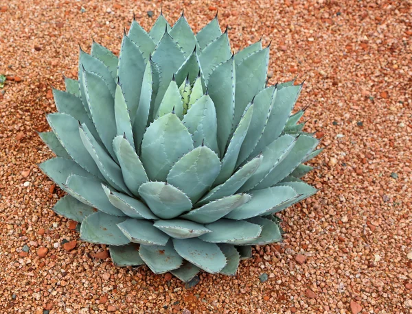 Agave Cactus — Stock Photo, Image