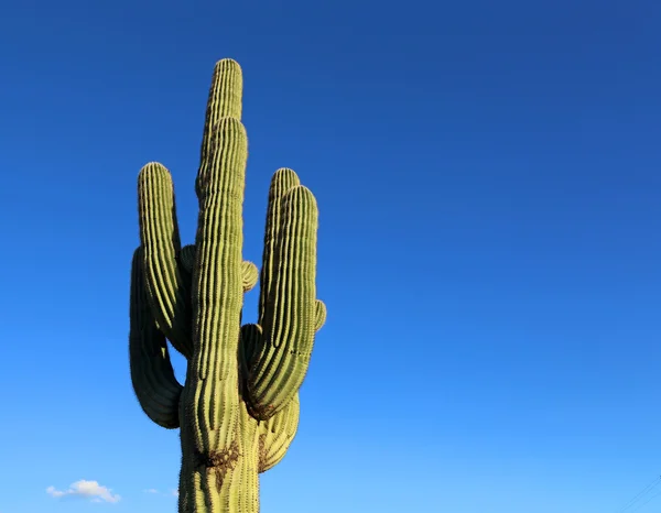 Cactus Saguaro on blue — Stock Photo, Image