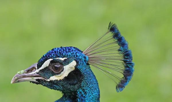 Cabeça de pavão em perfil de perto — Fotografia de Stock