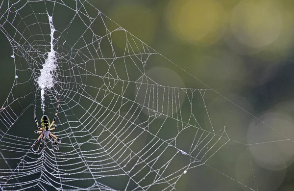 Web with Banana Spider — Stock Photo, Image