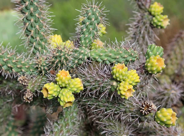 Yellow-green sprouts of Cholla Cactus — Stock Photo, Image