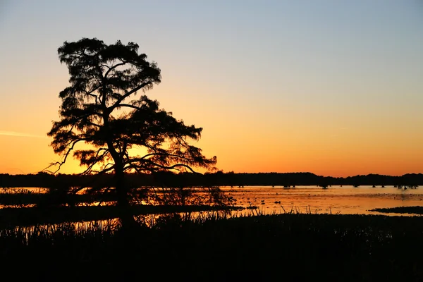 Puesta de sol detrás del ciprés —  Fotos de Stock