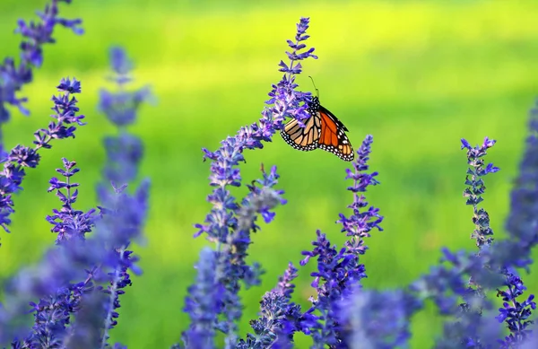 Lavanda e monarca — Fotografia de Stock