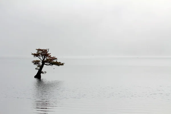 Osamělý strom na Reelfot jezero — Stock fotografie