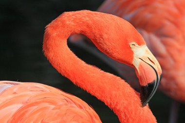 Flamingo kıvrımlı boyun