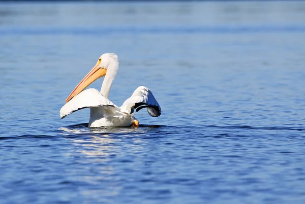 Branco pelicano espalhando suas asas — Fotografia de Stock