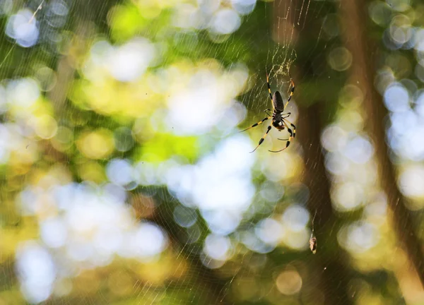 Araña de plátano —  Fotos de Stock