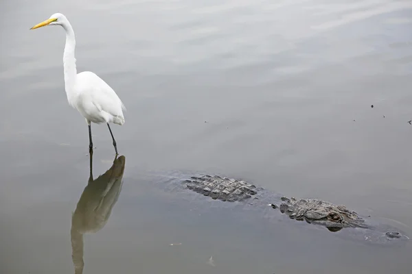 Snowy Egret montando jacaré — Fotografia de Stock