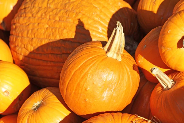 Calabazas — Foto de Stock