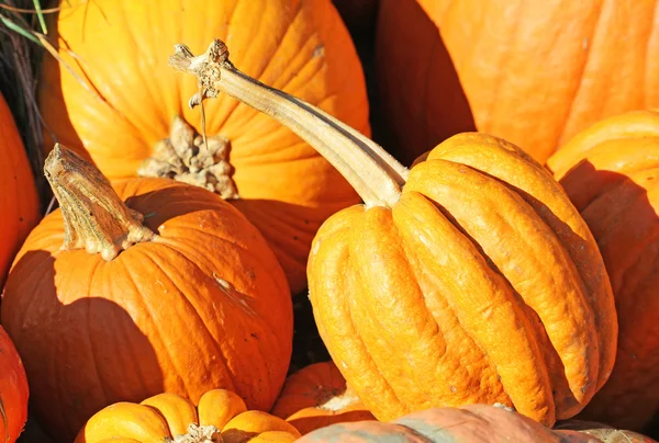 Oranje pompoenen — Stockfoto