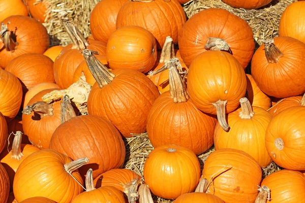 Calabazas de naranja sobre heno — Foto de Stock