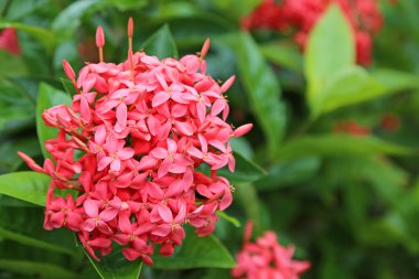 MahS Coccinea veya orman Sardunya çiçekleri