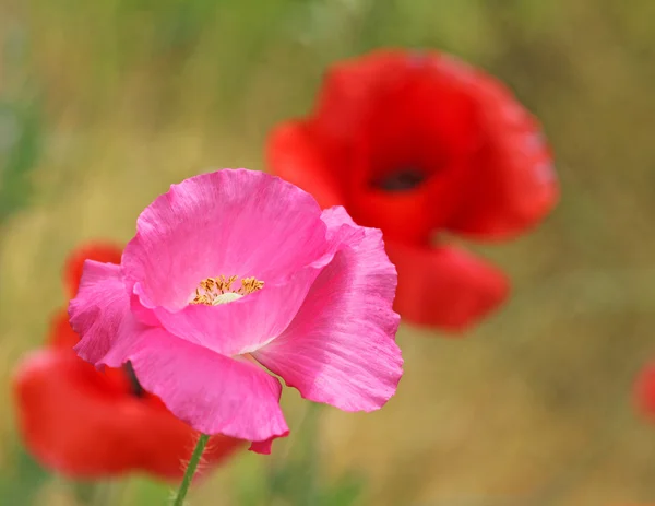 Pink poppy Flower close up — Stock Photo, Image