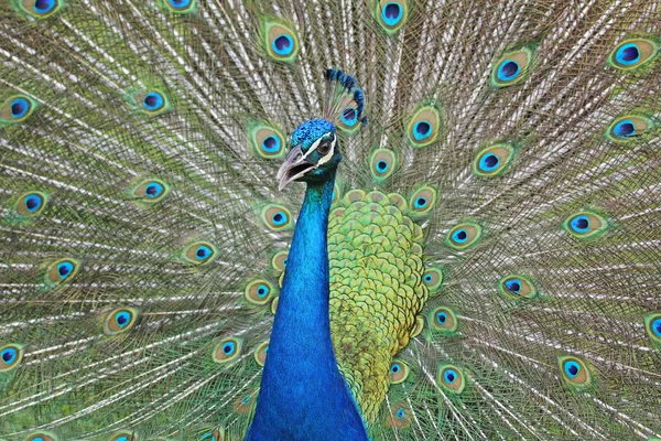Kuyruk'ın arka plan üzerine açık Gaga ile peacock — Stok fotoğraf