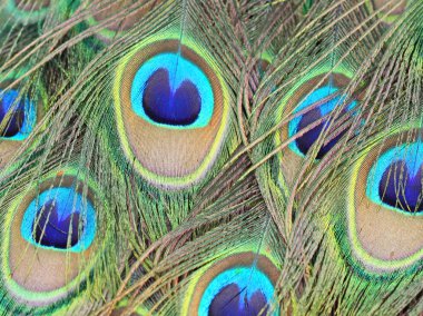 Peacock's tüyler yakın çekim