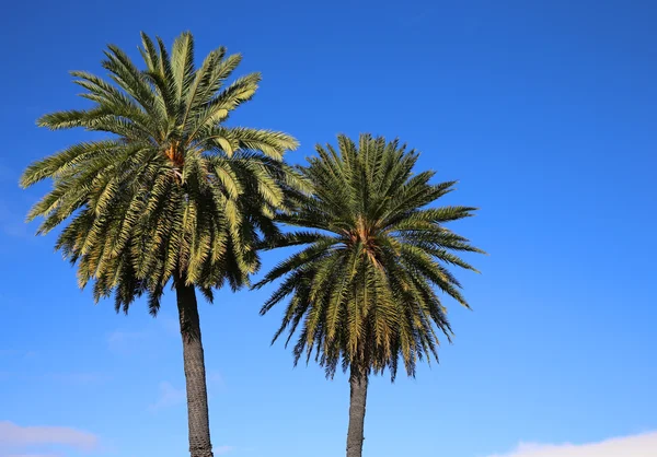 Deux palmiers sur ciel bleu — Photo