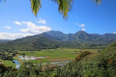 Kauai Taro alanları ile peyzaj