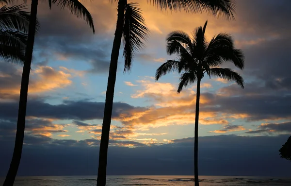 Palm trees silhouette on sunrise sky — Stock Photo, Image