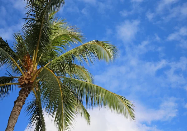 Palma na błękitnym niebie — Zdjęcie stockowe
