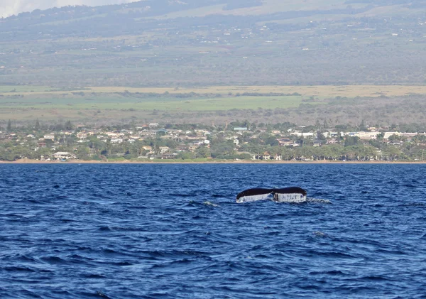 Whale's tail — Stock Photo, Image