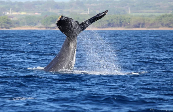 Humpback whale waving with its tail — Stock Photo, Image