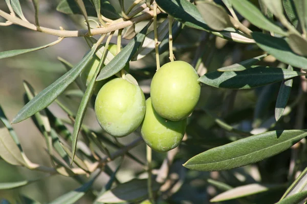 Tres aceitunas verdes en la rama —  Fotos de Stock