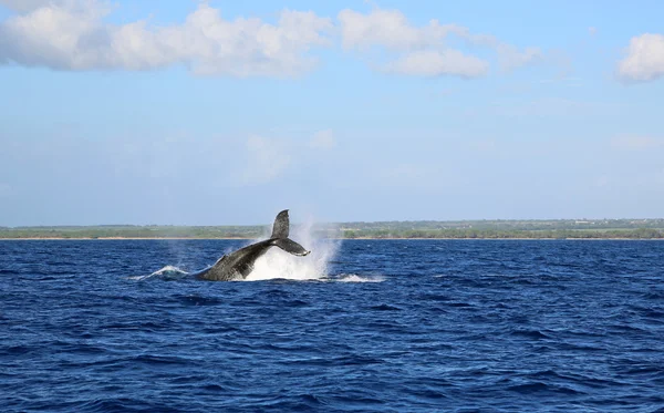 Jumping whale — Stock Photo, Image