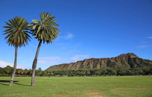 Two palm trees and Diamond Head — Stock Photo, Image