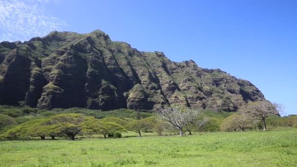 Kualoa 牧场的北东向悬崖 — 图库视频影像