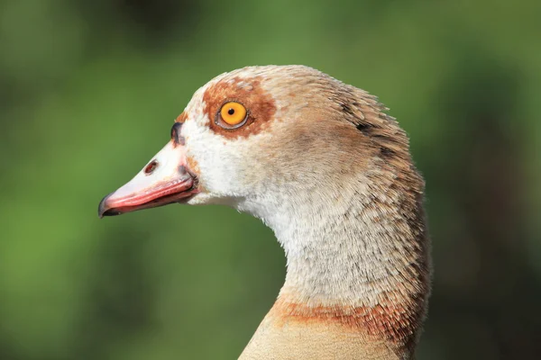 Egyptian Goose — Stock Photo, Image