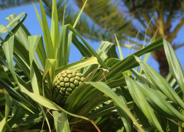 Frutos de pino —  Fotos de Stock