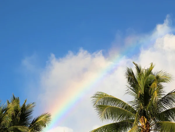 虹はヤシの木 — ストック写真