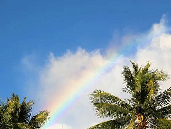 Rainbow over palmbomen Stockfoto