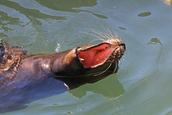 Yawing zeeleeuw — Stockfoto