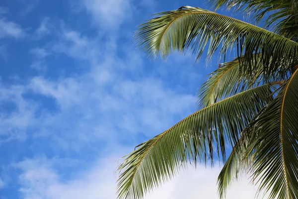 Folhas de palma no céu azul — Fotografia de Stock