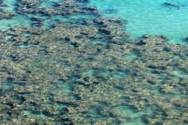 Mercan Kayalıkları Suyun Altında