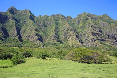 Kualoa Ranch çayır on
