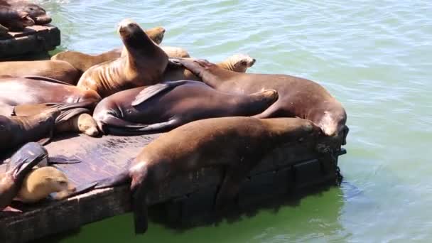 海狮 — 图库视频影像