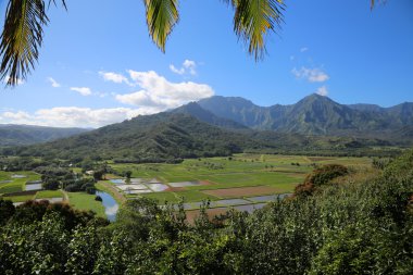 Taro alanları - Kauai, Hawaii