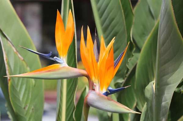 Két Bird of Paradise virágok — Stock Fotó